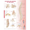 Anatomy and Injuries of the Spine