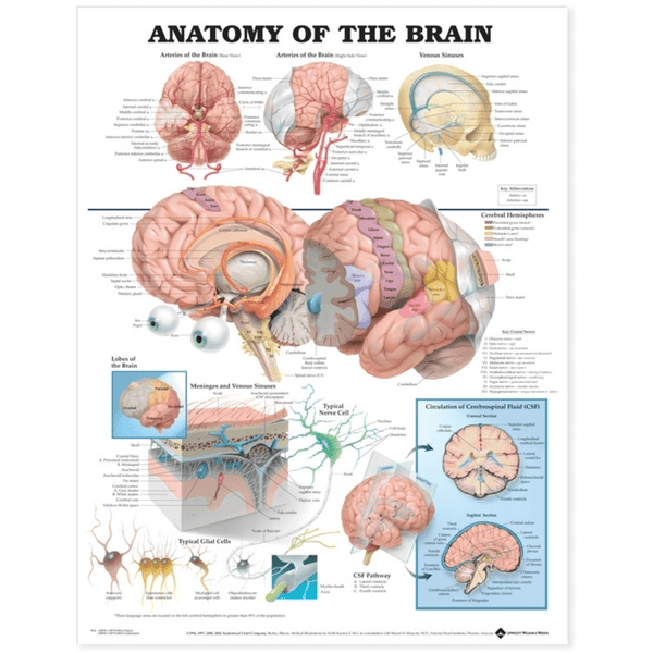 Anatomical Chart Company Anatomical Charts Anatomy of the Brain Anatomical Chart