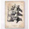 Codex Anatomicus Anatomical Print A5 Size (14.8 x 21 cm) Anatomy Of The Spine Art Print