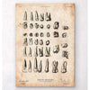 Codex Anatomicus Anatomical Print A5 Size (14.8 x 21 cm) Antique Teeth Chart Print