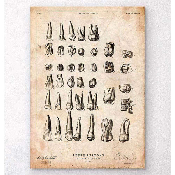 Codex Anatomicus Anatomical Print Antique Teeth Chart Print