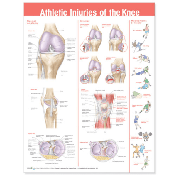 Anatomical Chart Company Anatomical Charts Athletic Injuries of the Knee Anatomical Chart