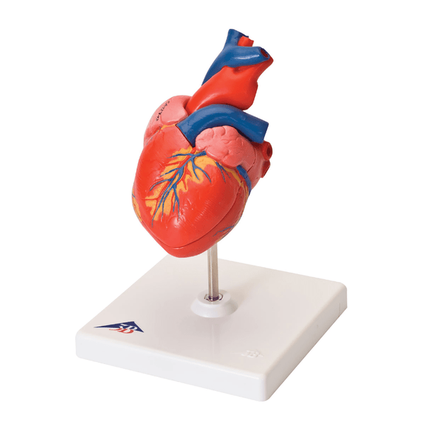 3B Scientific Anatomical Model Basic Heart Model