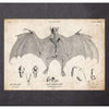Codex Anatomicus Anatomical Print A5 Size (14.8 x 21 cm) Bat Anatomy