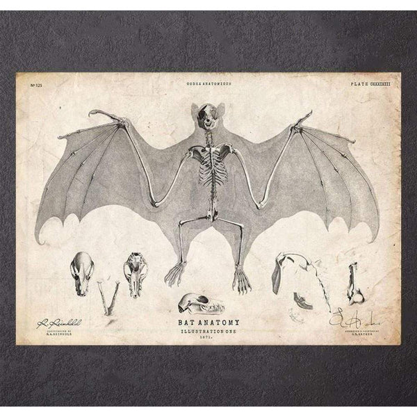 Codex Anatomicus Anatomical Print A5 Size (14.8 x 21 cm) Bat Anatomy