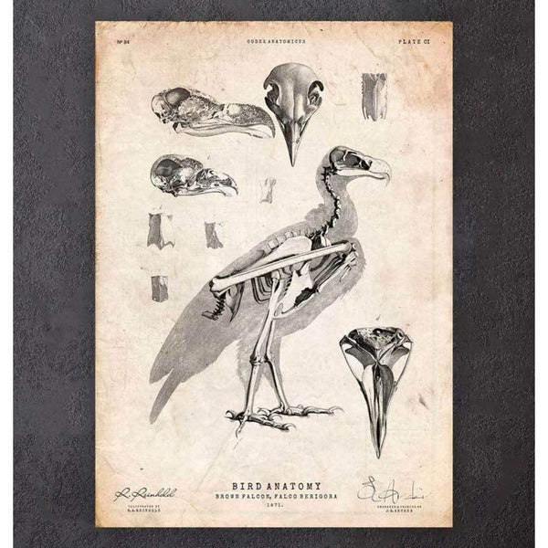 Codex Anatomicus Anatomical Print A5 Size (14.8 x 21 cm) Bird Anatomy Falcon