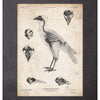 Codex Anatomicus Anatomical Print A5 Size (14.8 x 21 cm) Bird Anatomy I