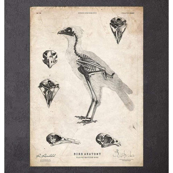 Codex Anatomicus Anatomical Print A5 Size (14.8 x 21 cm) Bird Anatomy I