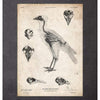 Codex Anatomicus Anatomical Print Bird Anatomy I