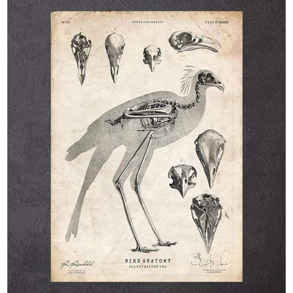 Codex Anatomicus Anatomical Print A5 Size (14.8 x 21 cm) Bird Anatomy II