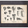 Codex Anatomicus Anatomical Print A5 Size (14.8 x 21 cm) Bird Skulls Art Print