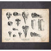 Codex Anatomicus Anatomical Print Bird Skulls Art Print