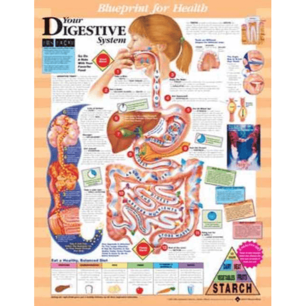 Anatomical Chart Company Anatomical Charts Blueprint for Health Your Digestive System Chart