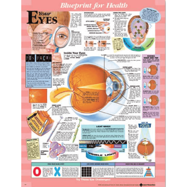 Anatomical Chart Company Anatomical Charts Blueprint for Health Your Eyes Chart