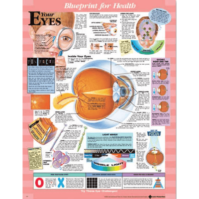 Anatomical Chart Company Anatomical Charts Blueprint for Health Your Eyes Chart