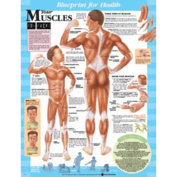 Anatomical Chart Company Anatomical Charts Blueprint for Health Your Muscles Chart