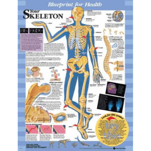 Anatomical Chart Company Anatomical Charts Blueprint for Health Your Skeleton Chart