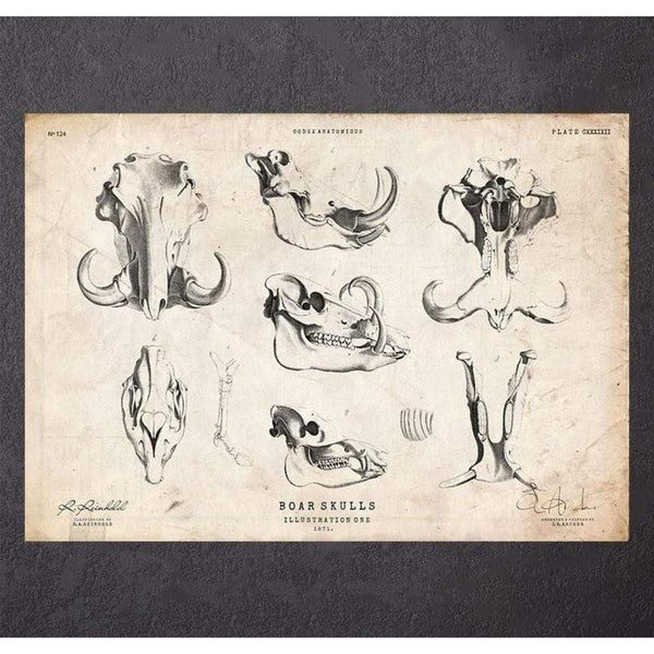 Codex Anatomicus Anatomical Print A5 Size (14.8 x 21 cm) Boar Anatomy
