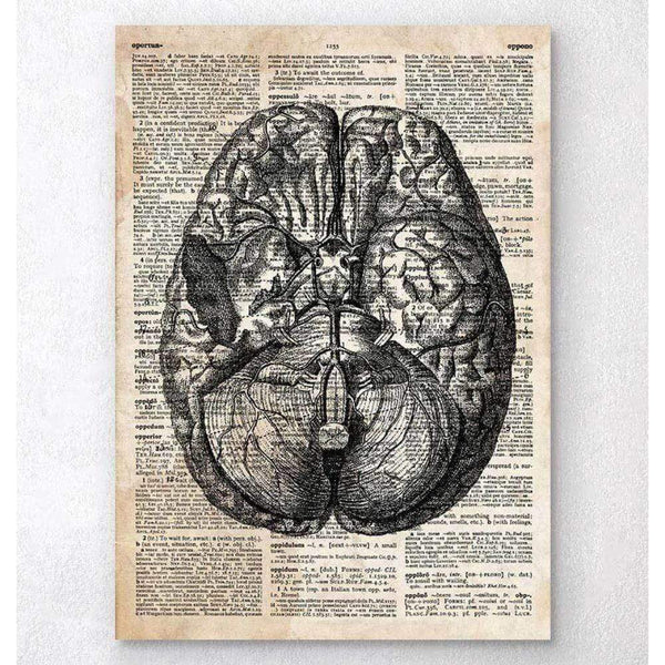 Codex Anatomicus Anatomical Print A5 Size (14.8 x 21 cm) Brain Anatomy Art II Old Dictionary Page