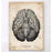 Codex Anatomicus Anatomical Print A5 Size (14.8 x 21 cm) Brain Anatomy Art Print VII