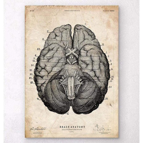 Codex Anatomicus Anatomical Print Brain Anatomy Art Print VII