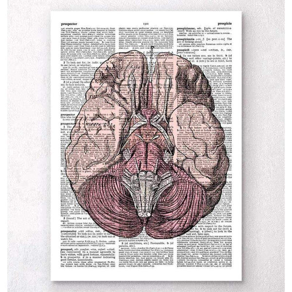 Codex Anatomicus Anatomical Print A5 Size (14.8 x 21 cm) Brain Anatomy Dictionary Page