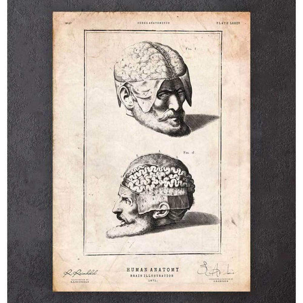 Codex Anatomicus Anatomical Print A5 Size (14.8 x 21 cm) Brain Anatomy Print II