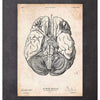 Codex Anatomicus Anatomical Print A5 Size (14.8 x 21 cm) Brain Anatomy Print III