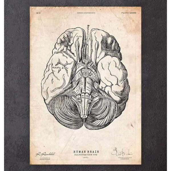 Codex Anatomicus Anatomical Print A5 Size (14.8 x 21 cm) Brain Anatomy Print III