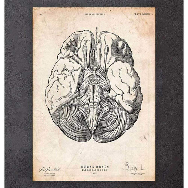 Codex Anatomicus Anatomical Print Brain Anatomy Print III