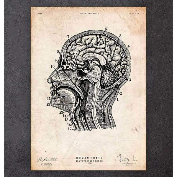 Codex Anatomicus Anatomical Print A5 Size (14.8 x 21 cm) Brain Anatomy Print IV