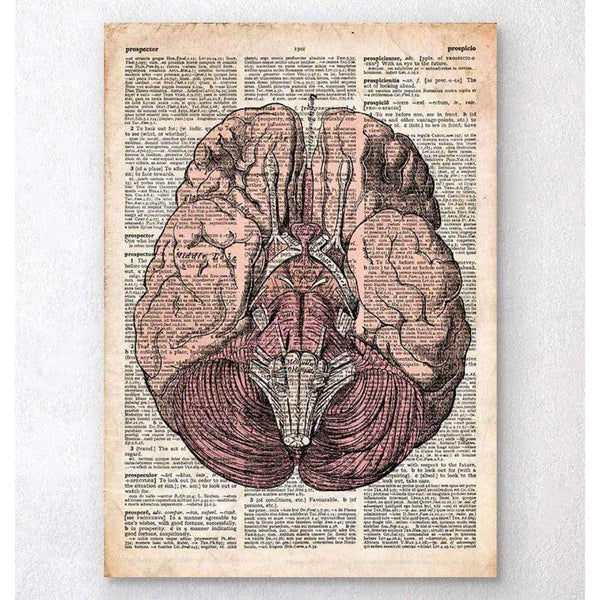 Codex Anatomicus Anatomical Print A5 Size (14.8 x 21 cm) Brain Anatomy Print Old Dictionary Page