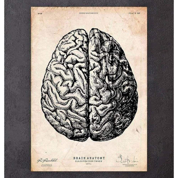 Codex Anatomicus Anatomical Print A5 Size (14.8 x 21 cm) Brain Anatomy Print V