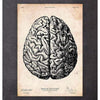 Codex Anatomicus Anatomical Print Brain Anatomy Print V