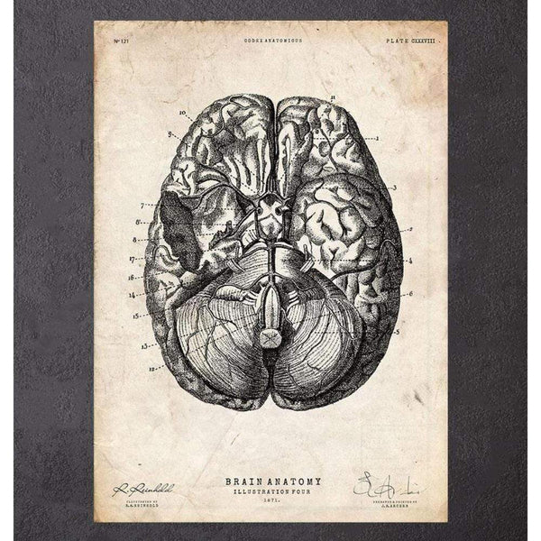Codex Anatomicus Anatomical Print A5 Size (14.8 x 21 cm) Brain Anatomy Print Vi