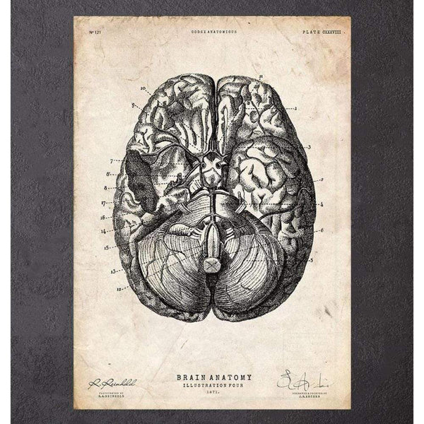 Codex Anatomicus Anatomical Print Brain Anatomy Print Vi