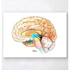 Codex Anatomicus Anatomical Print A5 Size (14.8 x 21 cm) Brain Anatomy Watercolor