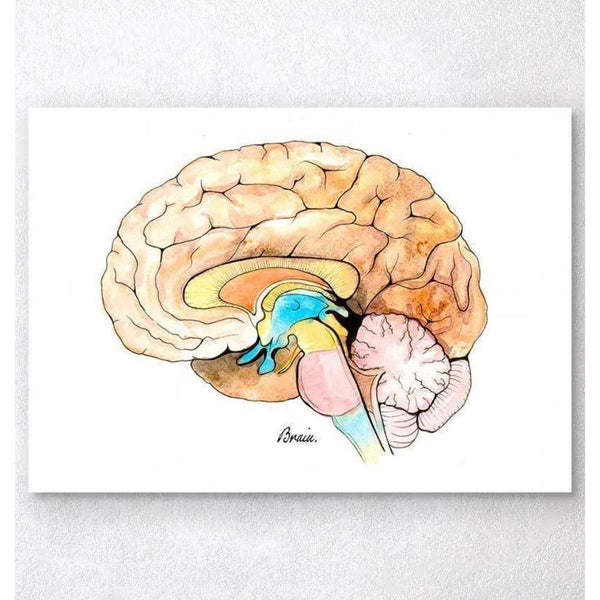 Codex Anatomicus Anatomical Print A5 Size (14.8 x 21 cm) Brain Anatomy Watercolor