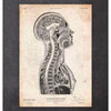 Codex Anatomicus Anatomical Print A5 Size (14.8 x 21 cm) Brain And Spinal Cord Anatomy Print