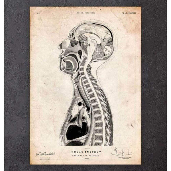 Codex Anatomicus Anatomical Print A5 Size (14.8 x 21 cm) Brain And Spinal Cord Anatomy Print II