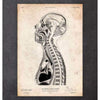 Codex Anatomicus Anatomical Print Brain And Spinal Cord Anatomy Print II