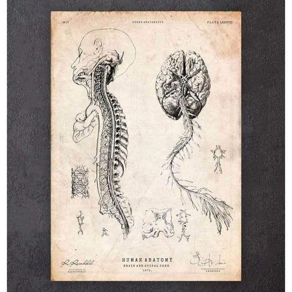 Codex Anatomicus Anatomical Print A5 Size (14.8 x 21 cm) Brain And Spinal Cord Anatomy Print III