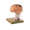 Brain Demonstration Model