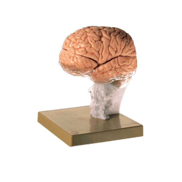 Somso Modelle GmbH Model Brain Demonstration Model