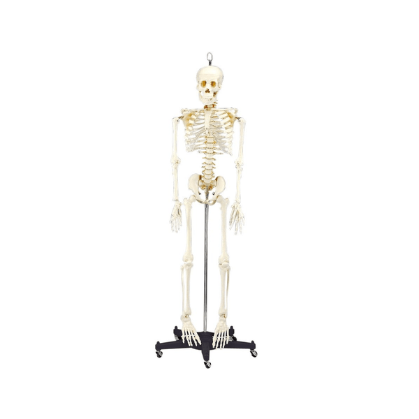 Anatomical Chart Company Anatomical Model Budget Bart Four Foot Skeleton