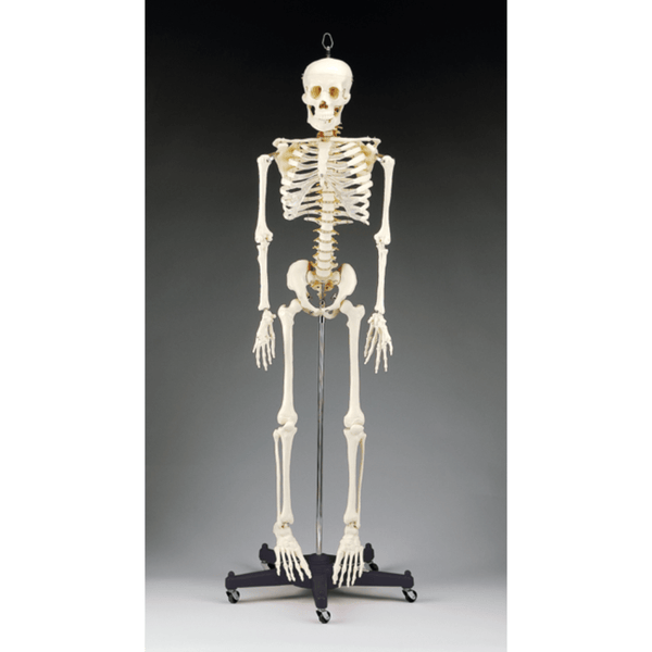 Anatomical Chart Company Anatomical Model Budget Bart Four Foot Skeleton