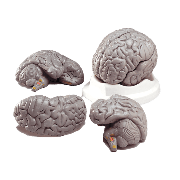 Anatomical Chart Company Anatomical Model Budget Brain Model