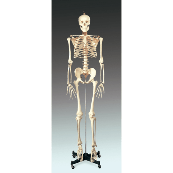 Anatomical Chart Company Anatomical Model Budget Bucky Skeleton with Stand