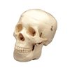 Budget Life Size Skull