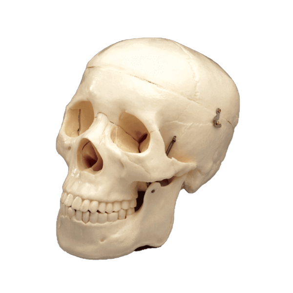 Anatomical Chart Company Anatomical Model Budget Life Size Skull